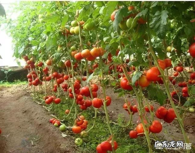 微量元素肥作用是什么？农资店说农民种庄稼长不好不高产，是缺失这种肥料？有道理没？