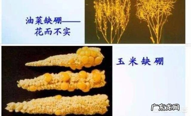 微量元素肥作用是什么?农资店说农民种庄稼长不好不高产,是缺失这种肥料?有道理没?