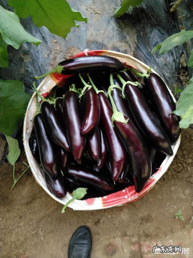 微量元素肥作用是什么？农资店说农民种庄稼长不好不高产，是缺失这种肥料？有道理没？