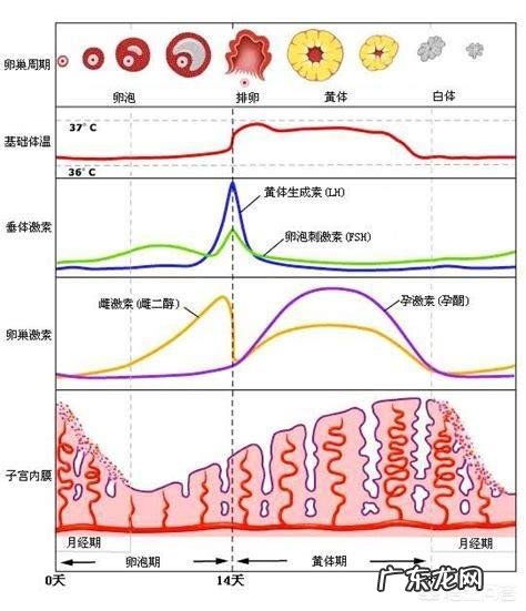 排卵一般发生在何时?