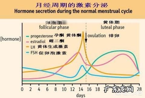 排卵一般发生在何时？