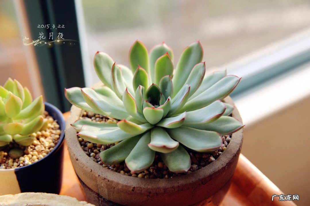 多肉新手养殖注意事项
