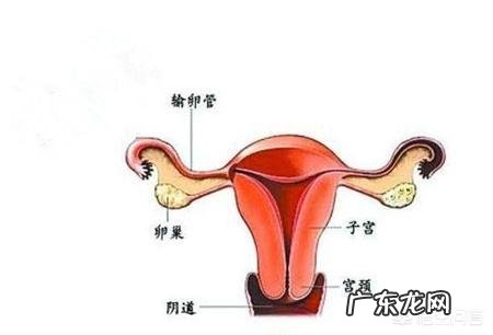 造成宫外孕的原因是什么?切除输卵管之后对身体有什么伤害?