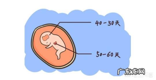 胎芽、胎心多长时间有?