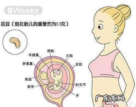 胎芽、胎心多长时间有?