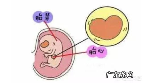 胎芽、胎心多长时间有?