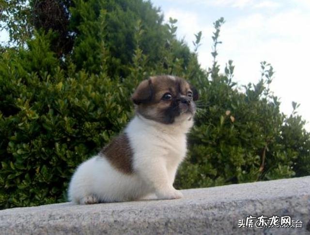 世界上最聪明的四种狗是什么狗?为什么?