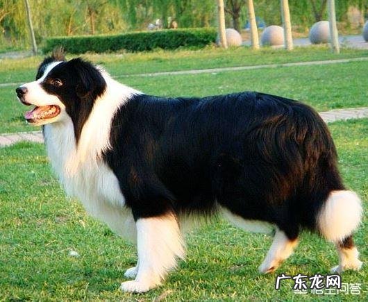 世界上最聪明的四种狗是什么狗?为什么?