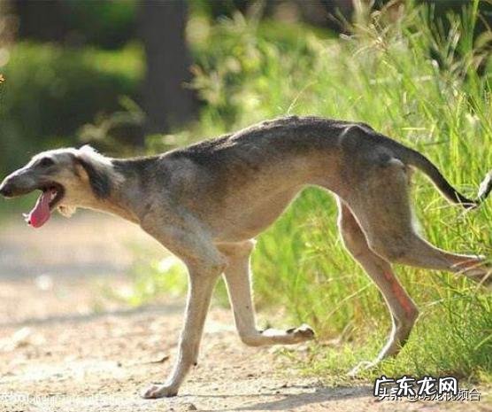 世界上最聪明的四种狗是什么狗?为什么?