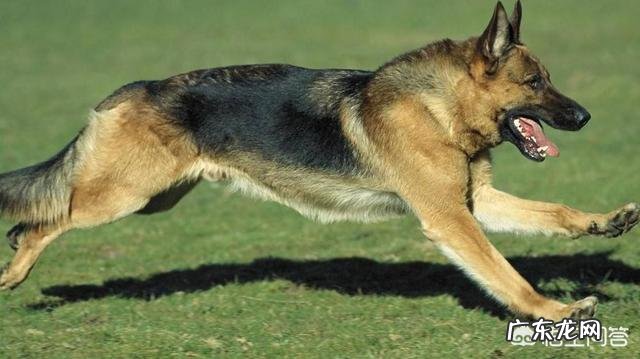 世界上最聪明的四种狗是什么狗?为什么?