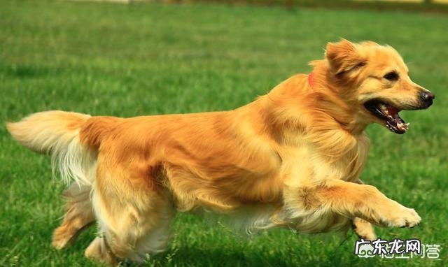 世界上最聪明的四种狗是什么狗?为什么?