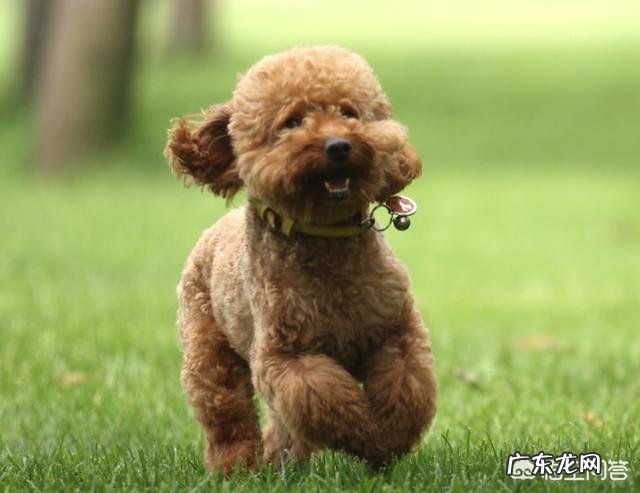 世界上最聪明的四种狗是什么狗?为什么?