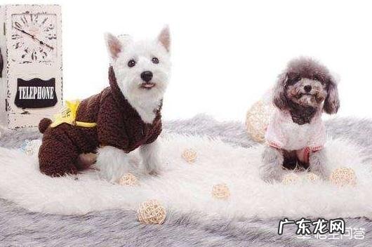 宠物身上的弓形虫从何而来?孕期必须离开心爱的宠物吗?