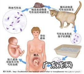 宠物身上的弓形虫从何而来?孕期必须离开心爱的宠物吗?