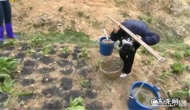 共有几种氮肥？哪几种氮肥最高效？谢谢？