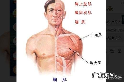 如何锻炼胸大肌?