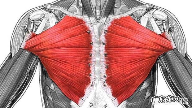 如何锻炼胸大肌？