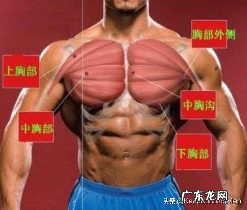 如何锻炼胸大肌？