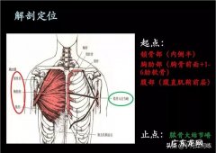 如何锻炼胸大肌？