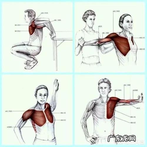 如何锻炼胸大肌?