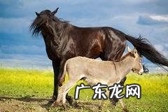 马肉怎么吃才好?