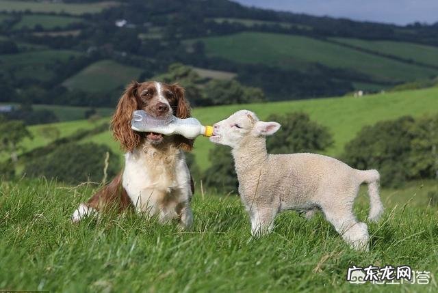 牧羊犬吃什么可以调理肠胃?