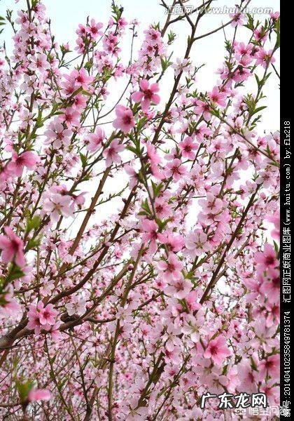 春天旅游一般都去什么地方？