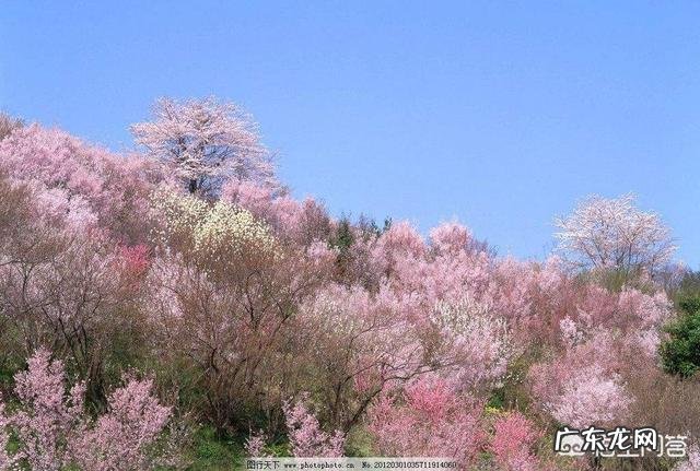春天旅游一般都去什么地方？