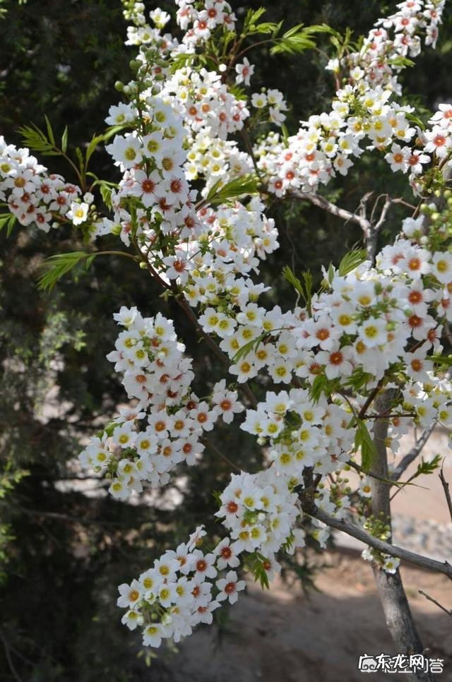 春天旅游一般都去什么地方？