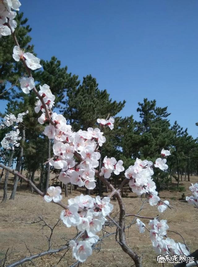 春天旅游一般都去什么地方？