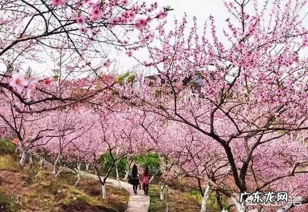 春天旅游一般都去什么地方？