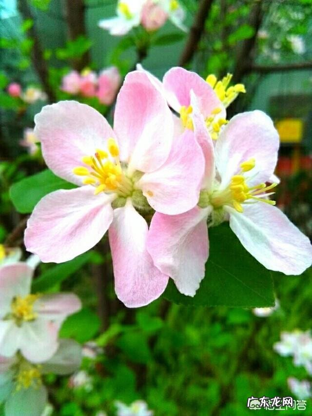 春天旅游一般都去什么地方？