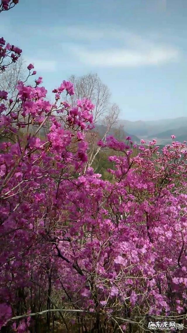 春天旅游一般都去什么地方？