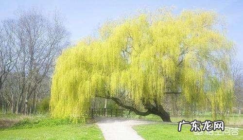 春天旅游一般都去什么地方？