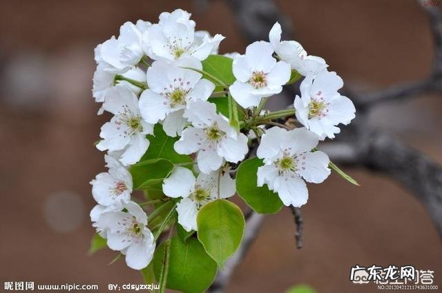 春天旅游一般都去什么地方？