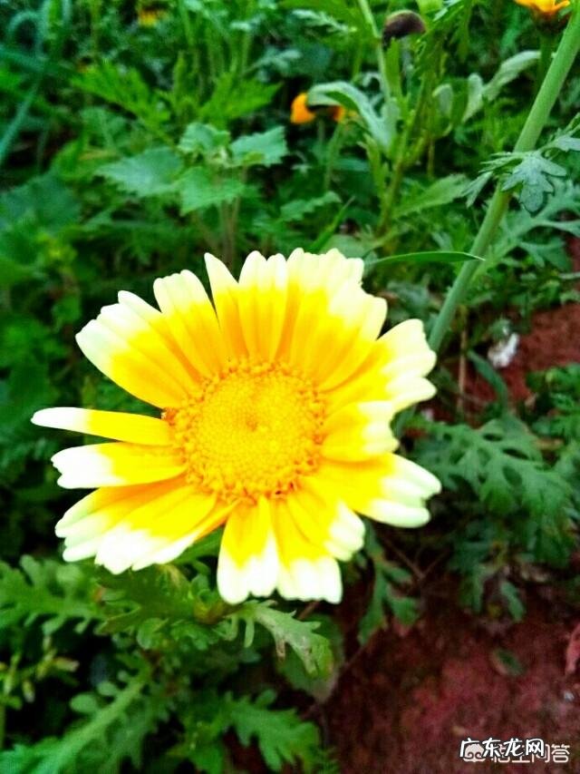 春天旅游一般都去什么地方？