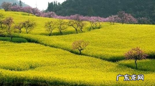 春天旅游一般都去什么地方？