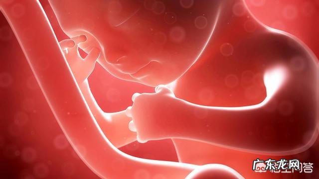 孕5个月的胎儿会是什么样子的?