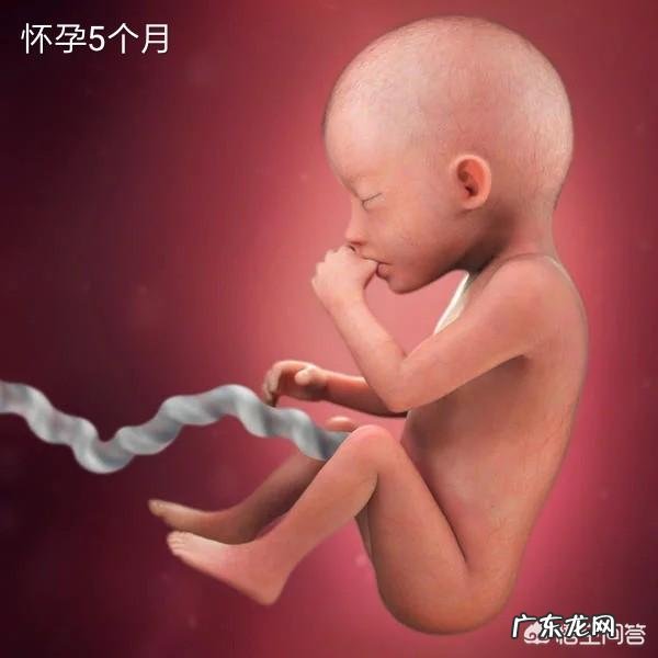 孕5个月的胎儿会是什么样子的?