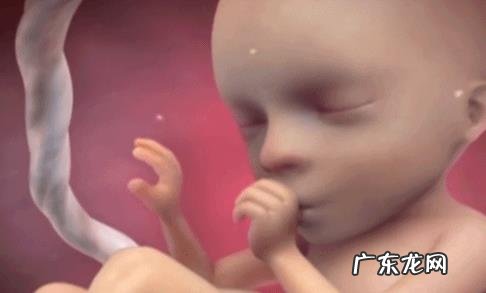 孕5个月的胎儿会是什么样子的?