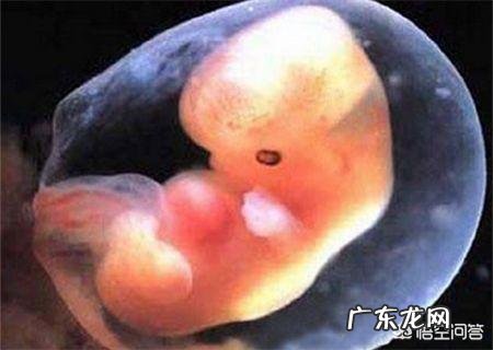 孕5个月的胎儿会是什么样子的?