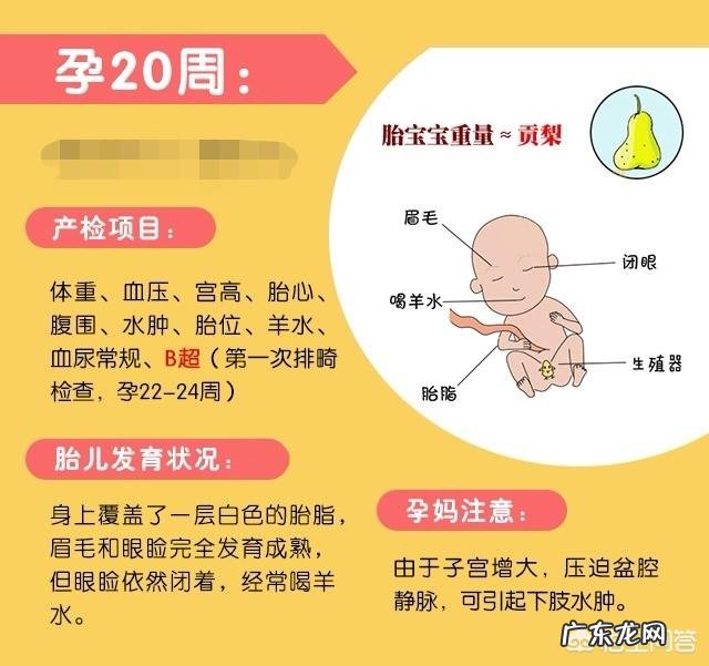 孕5个月的胎儿会是什么样子的?