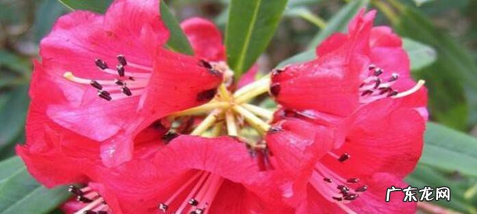 红杜鹃花养殖方法