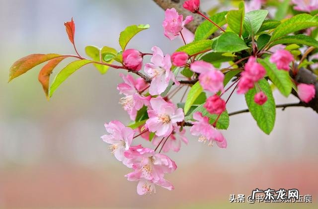 这个季节，哪些花会开？