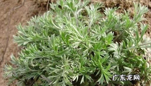 白蒿泡水喝的禁忌