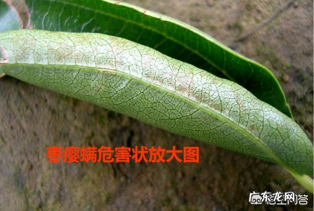 枣叶向上卷翘有锈色是怎么了?