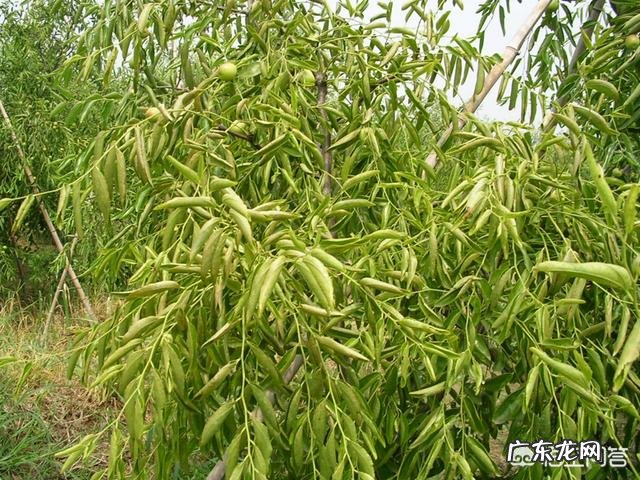 枣叶向上卷翘有锈色是怎么了?