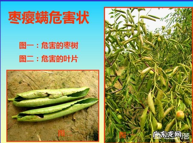 枣叶向上卷翘有锈色是怎么了?