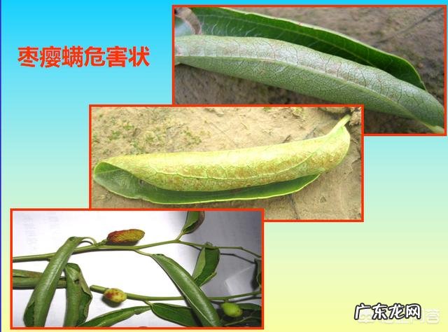 枣叶向上卷翘有锈色是怎么了?