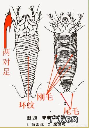 枣叶向上卷翘有锈色是怎么了?